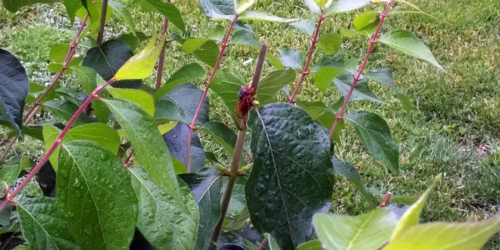 A cicada hanging out in the bush by our front porch.